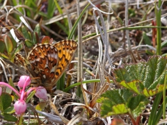 Frejas pärlemorfjäril (Boloria freija, Freija fritillary)Abisko, Östra Jukkasjärvi, Tlpm.