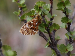 Frejas pärlemorfjäril (Boloria freija, Freija fritillary)Abisko, Östra Jukkasjärvi, Tlpm.