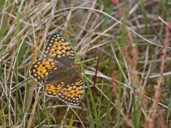 Hedpärlemorfjäril (Argynnis niobe,  Niobe Fritillary) Horna, Åhus, Sk.