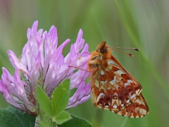 Myrpärlemorfjäril (Boloria aquilonaris, Cranberry Fritillary) Osaby, Tävelsås, Sm.