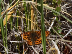 Prydlig pärlemorfjäril (Boloria euphrosyne, Pearl-bordered Fritillary) Kurravaara Jukkasjärvi, T lpm.