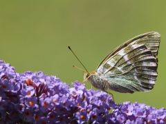 Silverstreckad pärlemorfjäril (Argynnis paphia, Silver-washed Fritillary) Senoren, Ramdala, Bl.