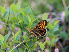 Svartringlad pärlemorfjäril (Boloria eunomia, Bog Fritillary) Slagnäs, Arvidsjaur, P lpm.