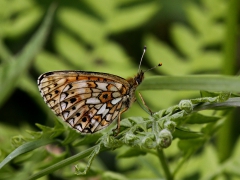 Brunfläckig pärlemorfjäril (Boloria selene, Small Pearl-bordered Fritillary) Munkhyttans NR, Linde, Vstm.