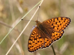 Hedpärlemorfjäril (Argynnis niobe,  Niobe Fritillary) Horna, Åhus, Sk.