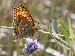 Hedpärlemorfjäril (Argynnis niobe,  Niobe Fritillary) Horna, Åhus, Sk.