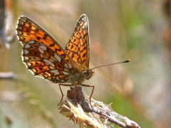 Brunfläckig pärlemorfjäril (Boloria selene, Small Pearl-bordered Fritillary) Munkhyttans NR, Linde, Vstm.