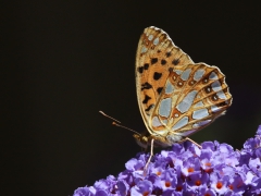 Storfläckig pärlemorfjäril (Issoria lathonia, Queen of Spain Fritillary) Senoren Ramdala, Bl.