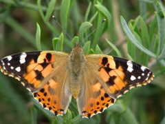 Tistelfjäril (Vanessa (Cynthia) cardui, Painted Lady) Barcelona, Spanien.