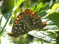 Ängspärlemorfjäril (Argynnis aglaja, Dark Green Fritillary) Grinduga, Gävle, Gstr.