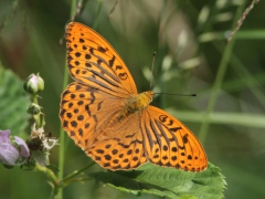 Silverstreckad pärlemorfjäril (Argynnis paphia, Silver-washed Fritillary) Färlöv, Sk.