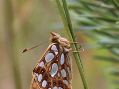 Storfläckig pärlemorfjäril (Issoria lathonia, Queen of Spain Fritillary) Östra sandar Åhus, Sk.