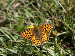 Storfläckig pärlemorfjäril (Issoria lathonia, Queen of Spain Fritillary) Senoren Ramdala, Bl.