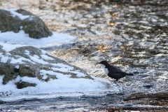 Strömstare (Cinclus cinclus, White-throated Dipper) Bergkvaraforsen, Växjö, Sm.