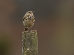 Ängspiplärka (Anthus pratensis, Meadow Pipit) Marklanda, Växjö, Sm.