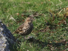 Rödstrupig piplärka (Anthus cervinus, Redthroated Pipit) Torhamns udde, Bl.