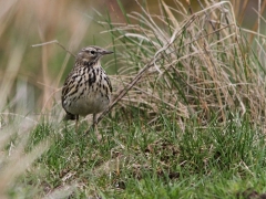 Ängspiplärka (Anthus pratensis, Meadow Pipit) Marklanda, Växjö, Sm.