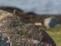 Rödstrupig piplärka (Anthus cervinus, Redthroated Pipit) Torhamns udde, Bl.