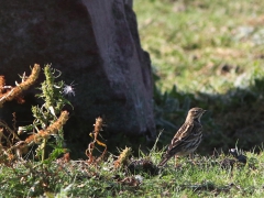 Rödstrupig piplärka (Anthus cervinus, Redthroated Pipit) Torhamns udde, Bl.