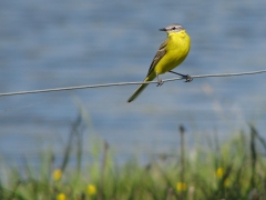 Gulärla (Motacilla flava, Yellow Wagtail) Åhus, Sk.