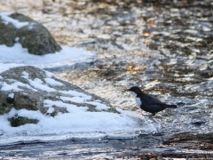 Strömstare (Cinclus cinclus, White-throated Dipper) Bergkvaraforsen, Växjö, Sm.