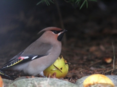 Sidensvans (Bombycilla garrulus, Bohemian Waxwing) Söder, Växjö, Sm.