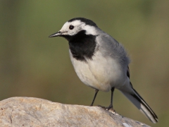 Sädesärla (Motacilla alba, Pied Wagtail) Djurle myr, Växjö, Sm.