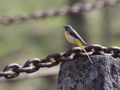 Forsärla, hane (Motacilla cinerea, Grey Wagtail) Bergkvaraforsen, Växjö, Sm.