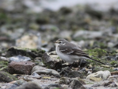 Citronärla 1k (Motacilla citreola, Citrine Wagtail)  Lomma kustdammar, Sk.