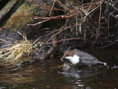 Strömstare (Cinclus cinclus, White-throated Dipper) Bergkvaraforsen, Växjö, Sm.