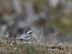 Sädesärla (Motacilla alba, Pied Wagtail) Västernäs, Senoren, Bl.