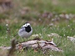 Sädesärla (Motacilla alba, Pied Wagtail) Västernäs, Senoren, Bl.