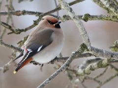 Sidensvans (Bombycilla garrulus, Bohemian Waxwing) Söder, Växjö, Sm.