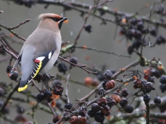 Sidensvans (Bombycilla garrulus, Bohemian Waxwing) Söder, Växjö, Sm.