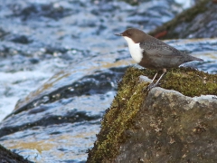 Strömstare (Cinclus cinclus, White-throated Dipper) Stenforsbruk, Tingsryd, Sm.