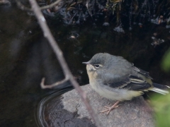 Forsärla, juv (Motacilla cinerea, Grey Wagtail) Räppe Kvarn, Växjö, Sm.