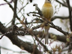 Forsärla, hona (Motacilla cinerea, Grey Wagtail) Räppe Kvarn, Växjö, Sm.