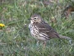 Ängspiplärka (Anthus pratensis, Meadow Pipit) Beijers hamn, Öl.