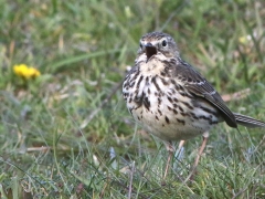 Ängspiplärka (Anthus pratensis, Meadow Pipit) Beijers hamn, Öl.