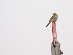 Fältpiplärka (Anthus campestris, Tawny Pipit) Gropahålet, Åhus, Sk.