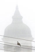 1/5 På väg till den första morgonskådning vid Tykocin före frukost. Turkduva (Streptopelia decaocto, Eur. Collored Dove) poserar.