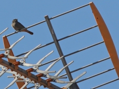 1/5 Svart rödstjärt (Phoenicurus ochruros, Black Redstart) sågs alla dagar, ofta som här på en tv-antenn. Tykocin.