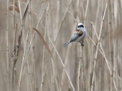 1/5 Pungmes (Remiz pendulinus, Eur. Penduline Tit) hörs ute i vassen med sin fina, mjuka vissling. Tykocin.