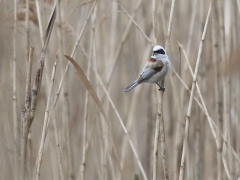 1/5 Pungmes (Remiz pendulinus, Eur. Penduline Tit) hörs ute i vassen med sin fina, mjuka vissling. Tykocin.