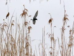 1/5 Svarttärna Chlidonias niger (Black Tern) och trastsångare Acrocephalus arundinaceus Great Reed Warbler skymtar till vänster (Great Reed Warbler).