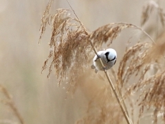 1/5 Pungmes (Remiz pendulinus, Eur. Penduline Tit) Tykocin.