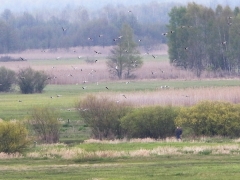 1/5 Stora flockar med vitvingade tärnor (Chlidonias leucopterus, White-winged Tern) sågs på flera ställen. Här ca 150 ex.