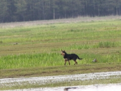 1/5 Jagande hund bland häckande rödspovar och andra vadare vid Laskowiez. En sorglig syn!