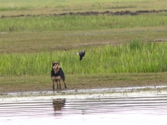 1/5 Jagande hund bland häckande rödspovar och här en attackerande tofsvipa (Vanellus vanellus, Northern Lapwing) vid Laskowiez.