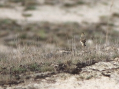 1/5 Fältpiplärka Anthus campestris (Tawny Pipit) är en alltmer hotad art som glädjande nog finns kvar vid Wizna Marshes. Tyvärr blev det bara en bild bakifrån på mycket lång avstånd .